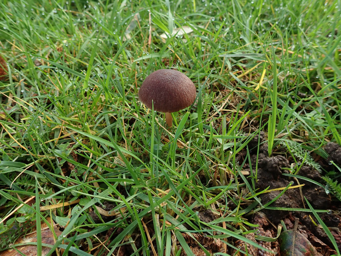 Photo © Penny Cullington Psathyrella bipellis by Penny Cullington